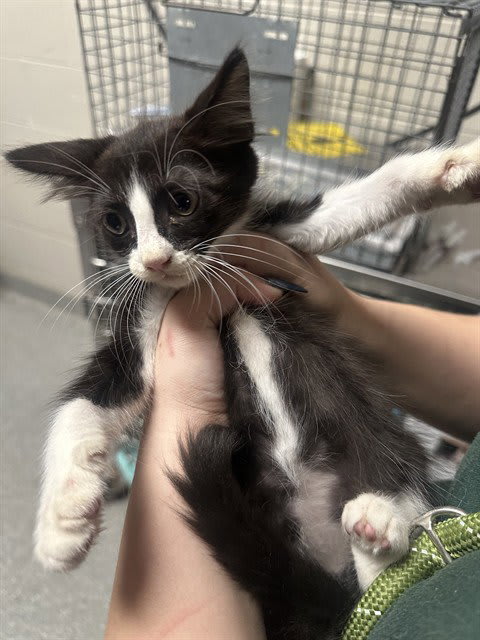 Photo of Cat