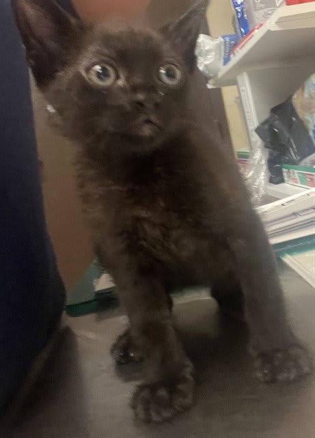 Photo of Caramel