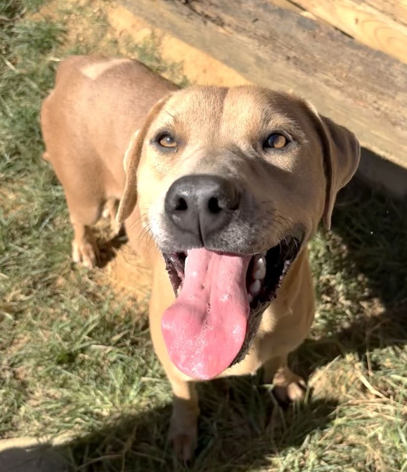 Photo of 261479 Harley