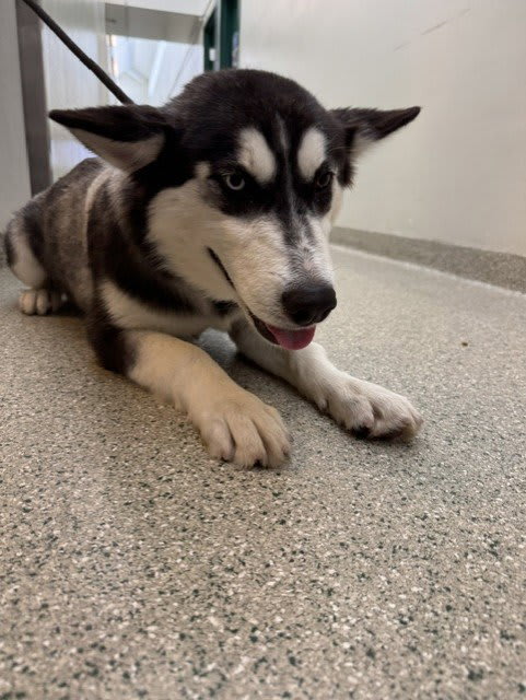 Photo of Wolfie