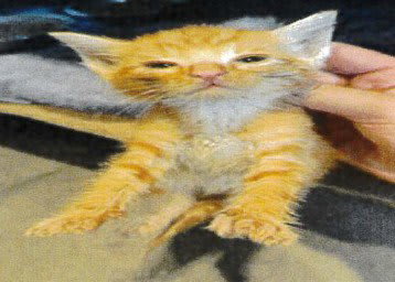 Photo of Mr Big Guy