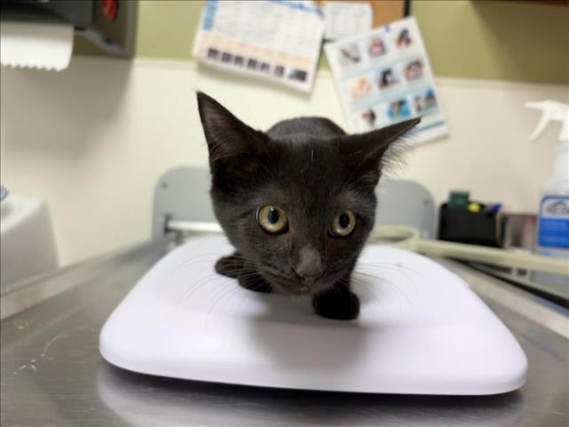 Photo of Buttercup