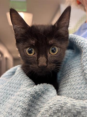 Photo of Kuro