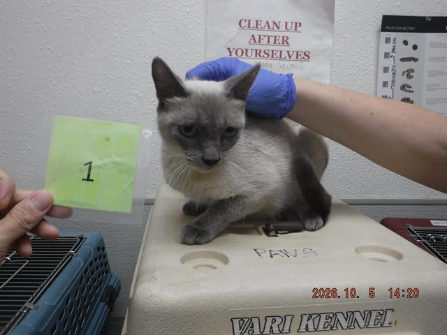 Photo of Snowy