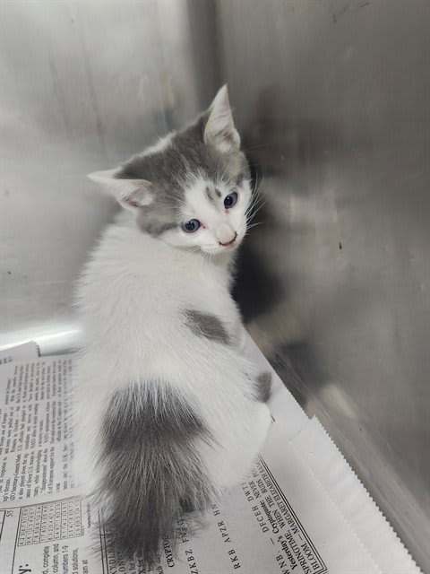Photo of Cat