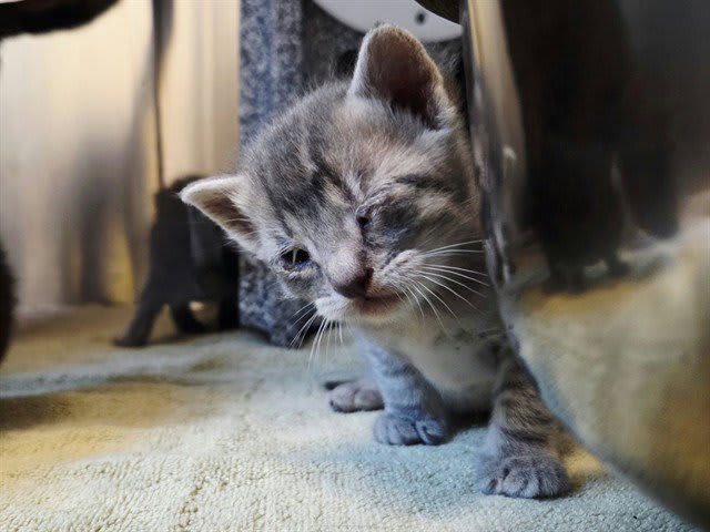 Photo of Cat