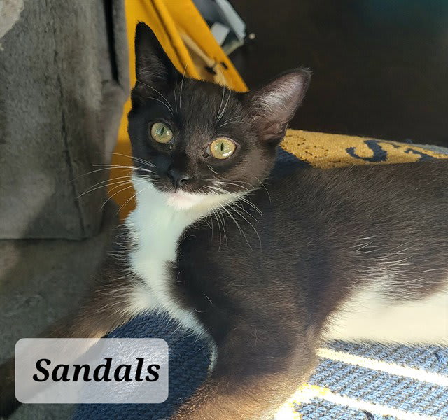 Photo of Sandals
