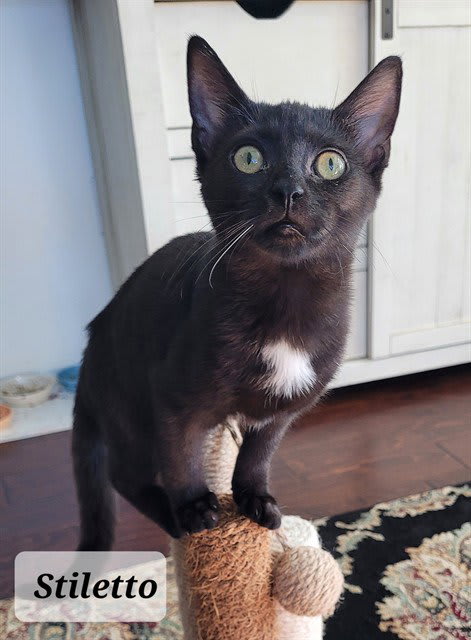 Photo of Stiletto