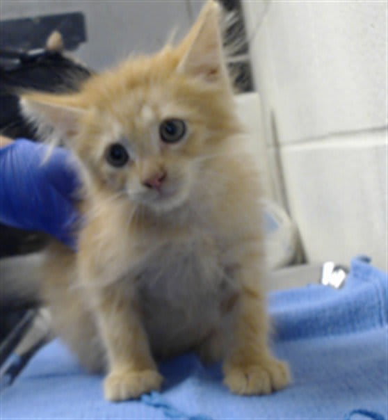 Photo of Cat