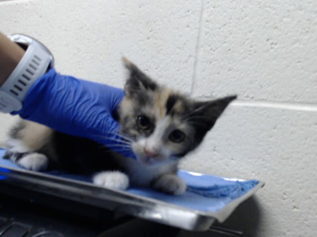 Photo of Cat