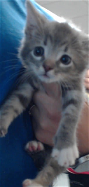 Photo of Cat