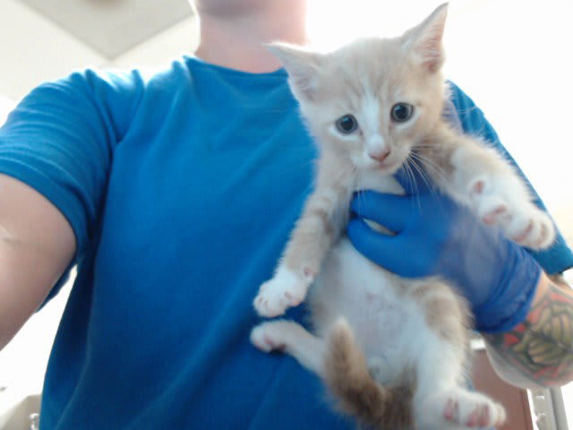 Photo of Cat