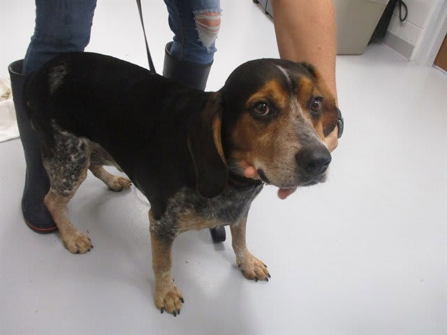 Photo of Dog