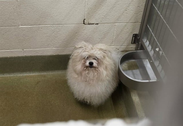 Photo of Dog