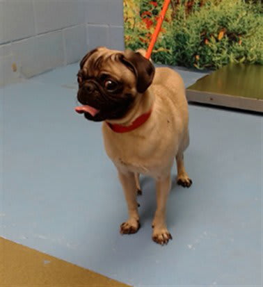 Photo of Dog