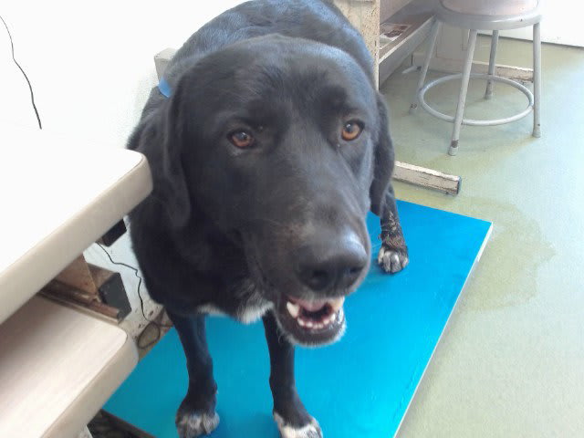 Photo of Rudder