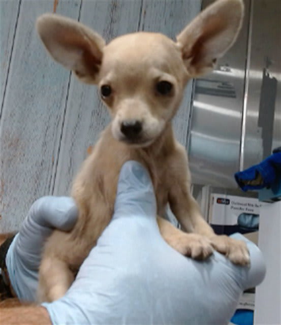 Photo of Tiny