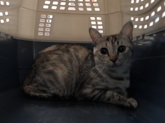 Photo of Cinnamon