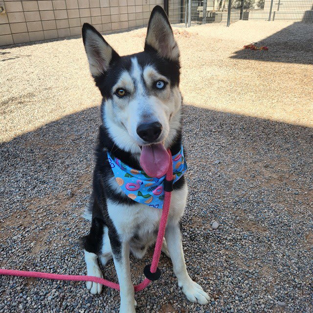 Photo of Toby
