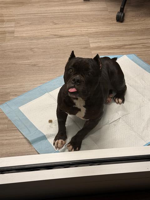 Photo of Cupcake