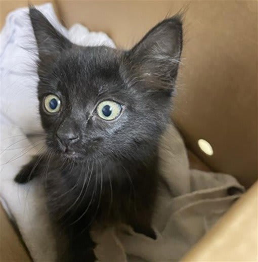 Photo of Cat