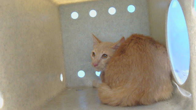 Photo of Milo