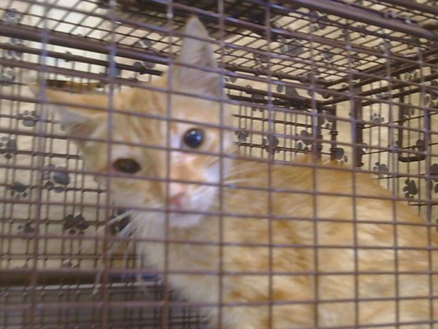 Photo of Cat