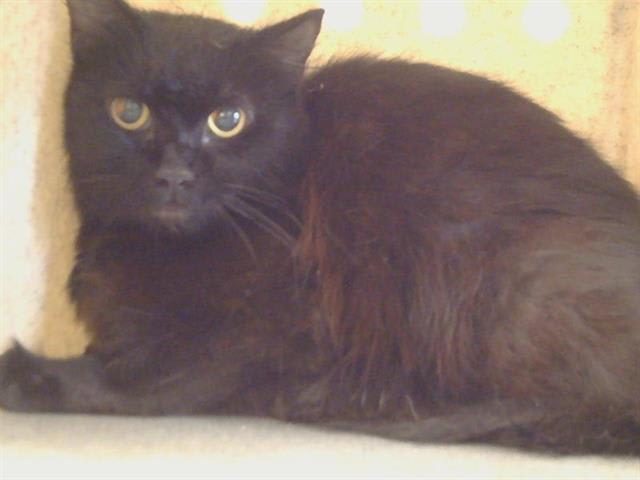 Photo of Cat