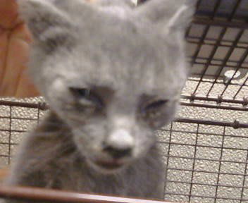 Photo of Moss