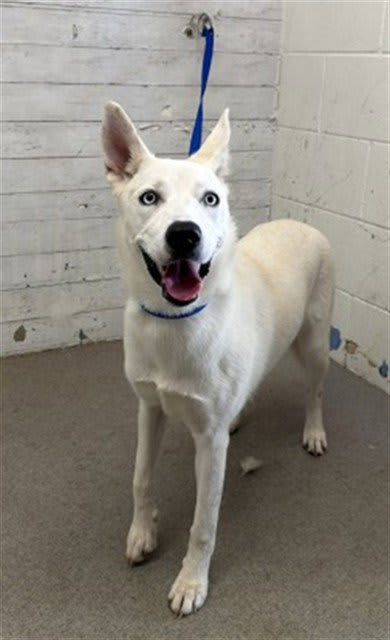 Photo of Snowball