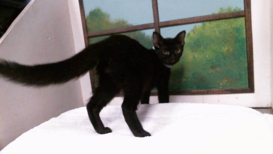 Photo of Freddy