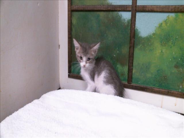 Photo of Pumpkin