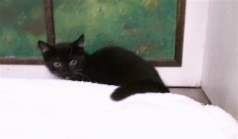 Photo of Sora