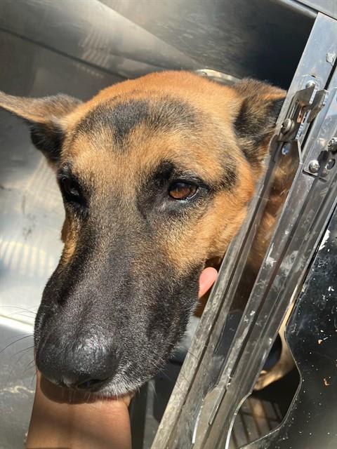 Photo of Ace