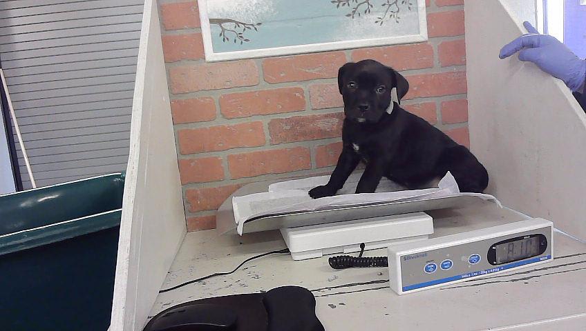 Photo of Bruno