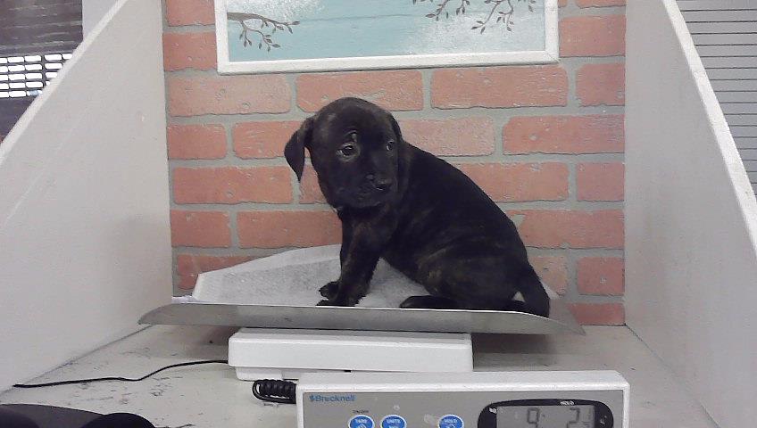 Photo of Scout