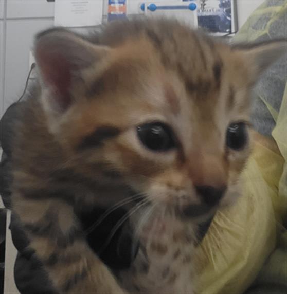 Photo of Sienna