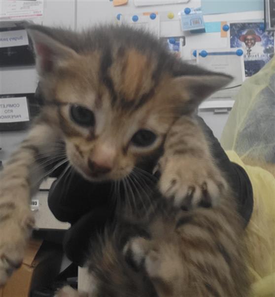 Photo of Seraphina