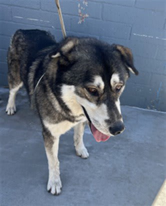 Photo of Hachi