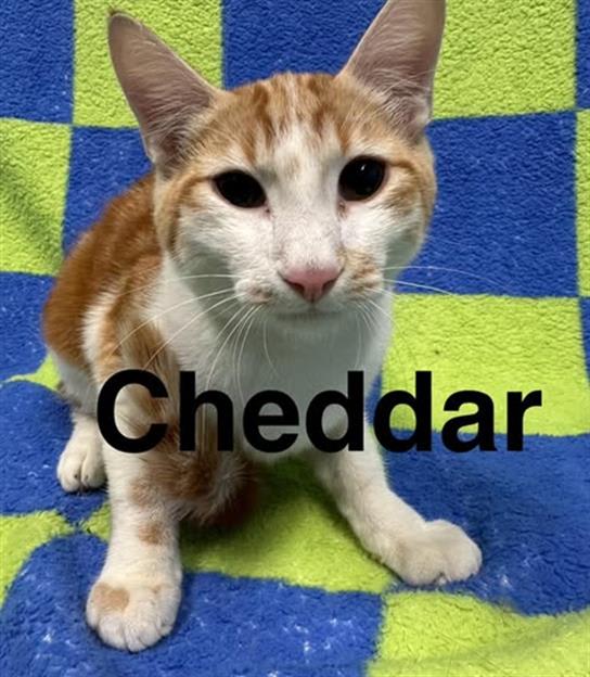 Photo of Cheddar