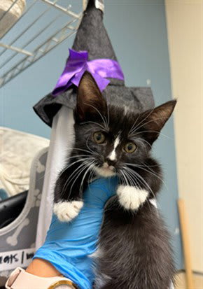 Photo of Hocus