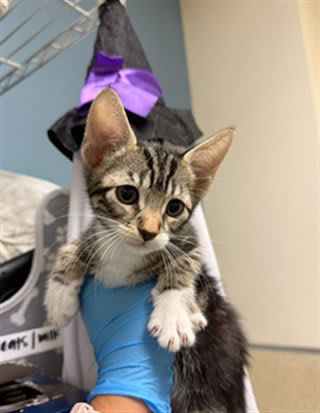 Photo of Binx
