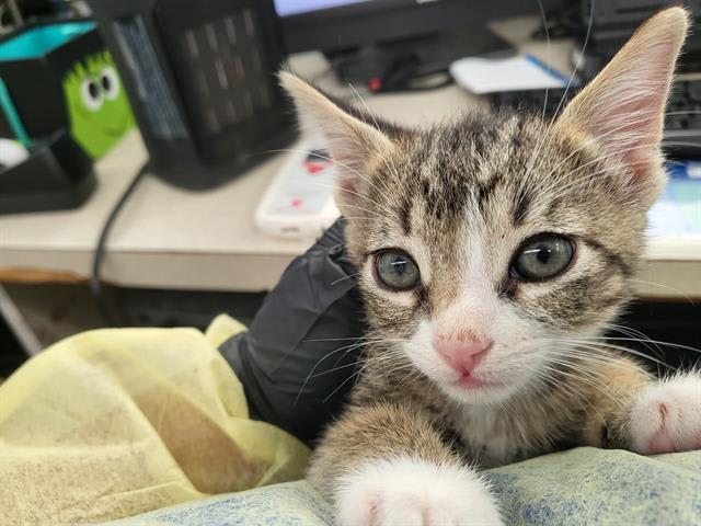 Photo of Socks
