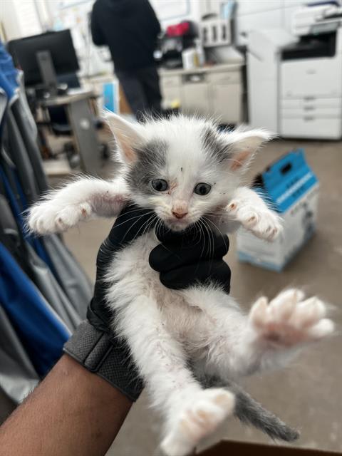 Photo of Tinku
