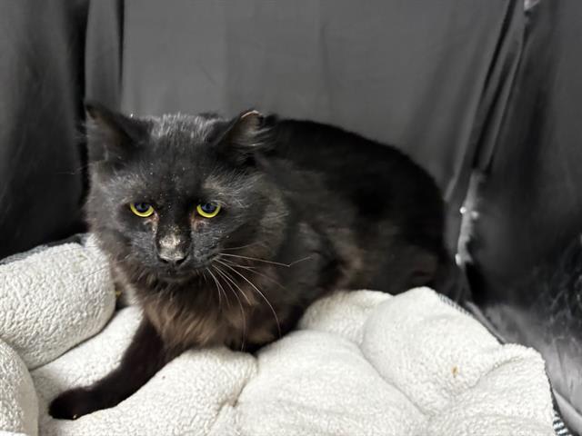 Photo of Louie