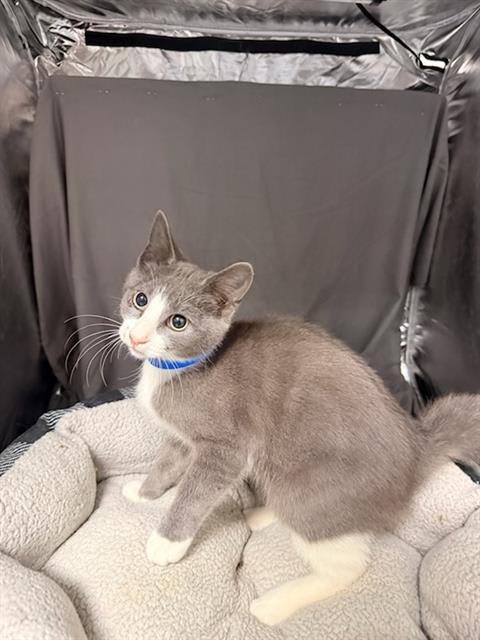 Photo of Cat