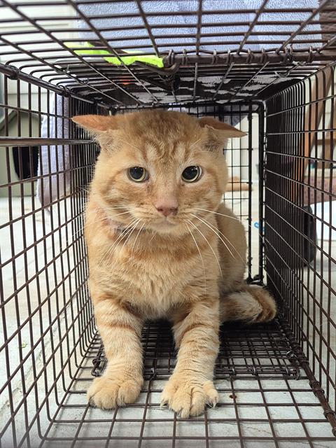 Photo of Little Red