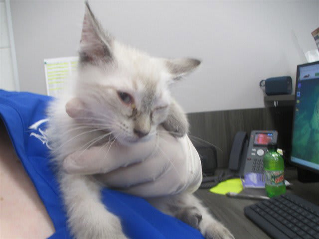 Photo of Cat