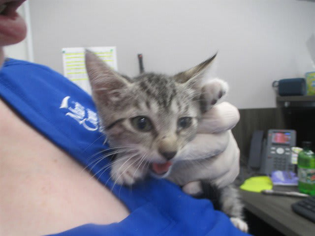 Photo of Cat
