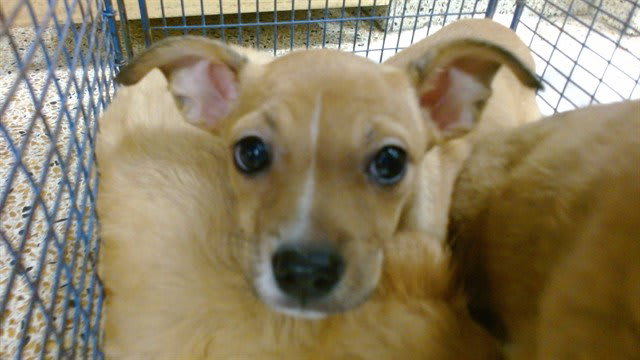 Photo of Stella